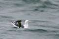 Ashy Storm-Petrel & Western Gull